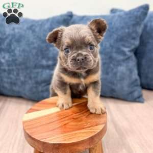 Sage, French Bulldog Puppy