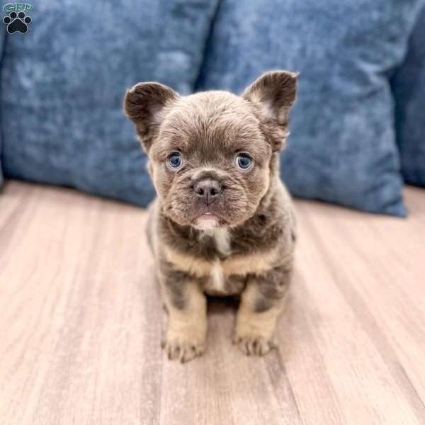 Misty, French Bulldog Puppy