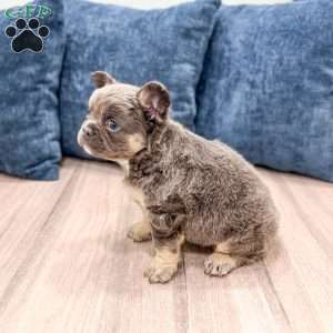 Misty, French Bulldog Puppy
