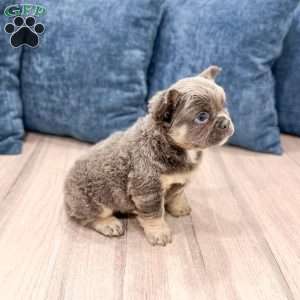Misty, French Bulldog Puppy
