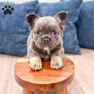 Misty, French Bulldog Puppy