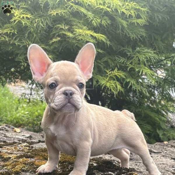 Basil, French Bulldog Puppy
