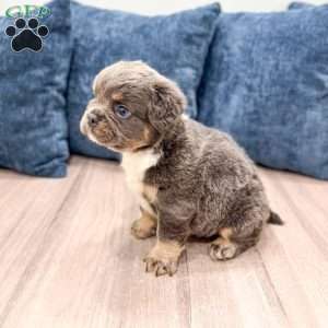 River, French Bulldog Puppy