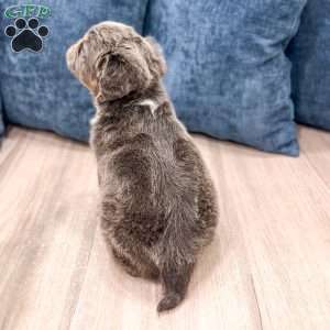 River, French Bulldog Puppy