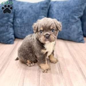 River, French Bulldog Puppy