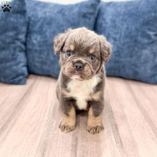 River, French Bulldog Puppy