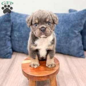 River, French Bulldog Puppy