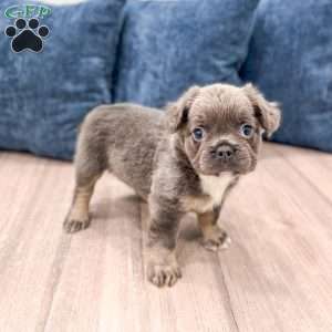 Asher, French Bulldog Puppy