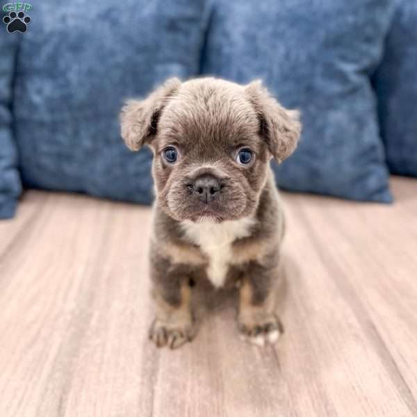 Asher, French Bulldog Puppy
