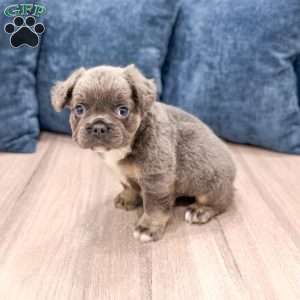 Asher, French Bulldog Puppy