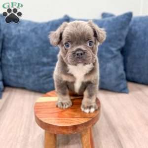 Asher, French Bulldog Puppy