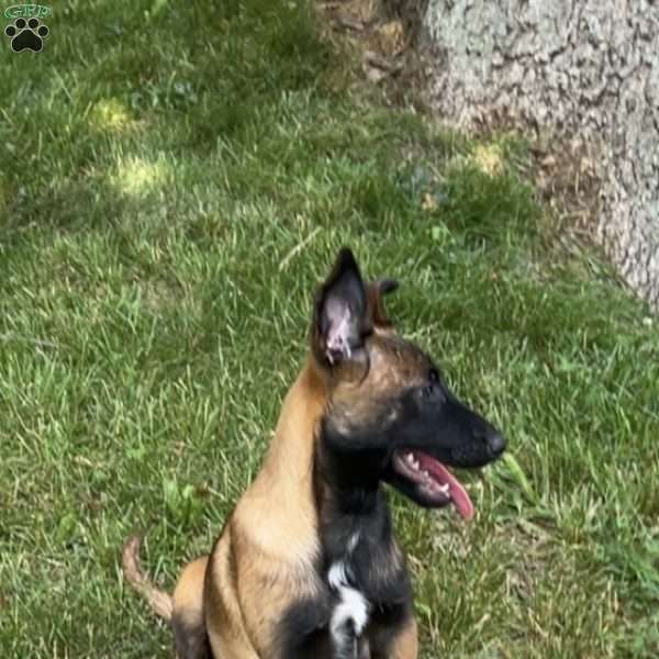 Lana, Belgian Malinois Puppy