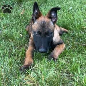 Lana, Belgian Malinois Puppy