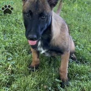 Lana, Belgian Malinois Puppy