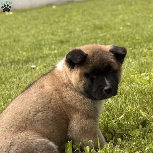 Hudson, Akita Puppy