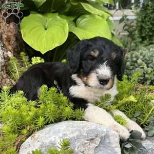 Latigo, Aussiedoodle Puppy