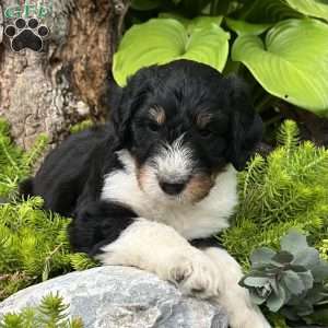 Latigo, Aussiedoodle Puppy
