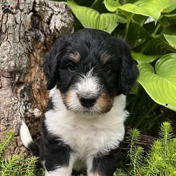Latigo, Aussiedoodle Puppy