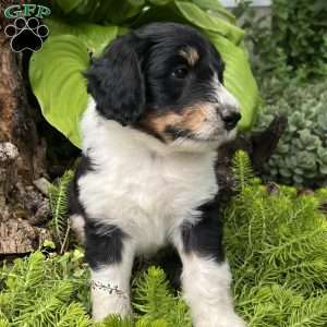 Latigo, Aussiedoodle Puppy