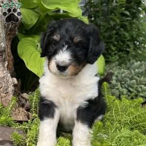 Latigo, Aussiedoodle Puppy