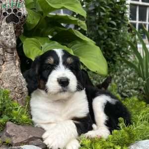 Blue Moon, Aussiedoodle Puppy