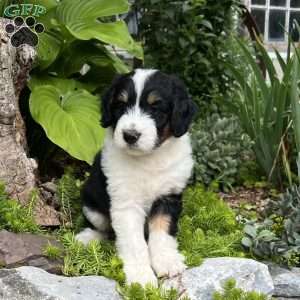 Blue Moon, Aussiedoodle Puppy