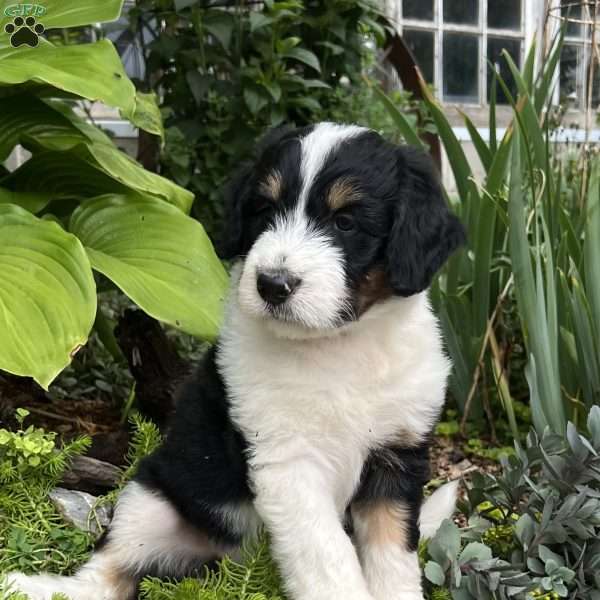 Blue Moon, Aussiedoodle Puppy