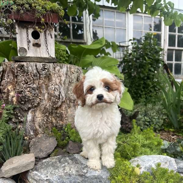 Bunnie, Cavapoo Puppy
