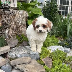 Bunnie, Cavapoo Puppy