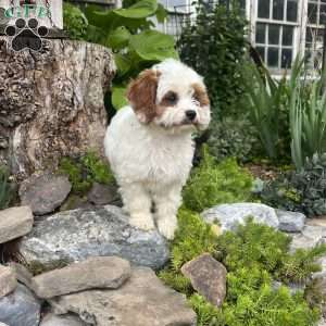 Bunnie, Cavapoo Puppy