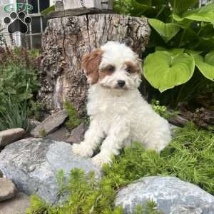 Bunnie, Cavapoo Puppy