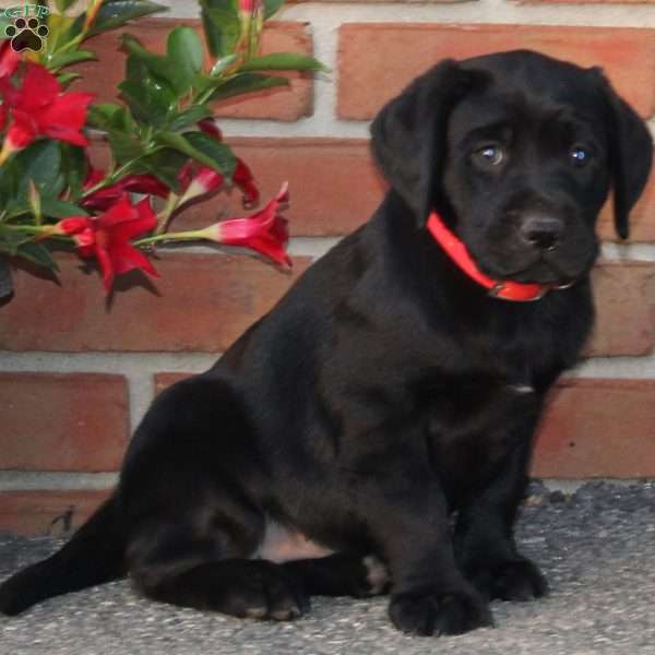 Camilla, Black Labrador Retriever Puppy