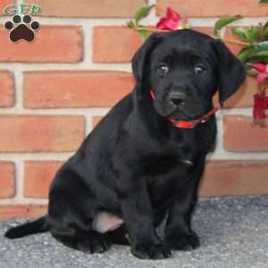 Camilla, Black Labrador Retriever Puppy
