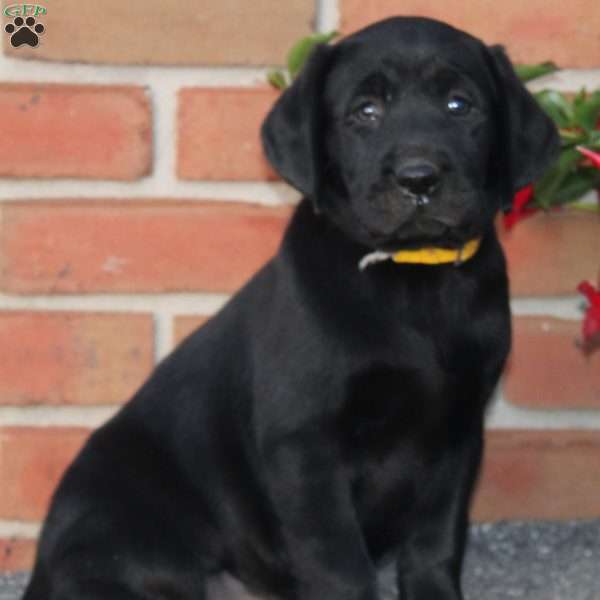 Chloe, Black Labrador Retriever Puppy
