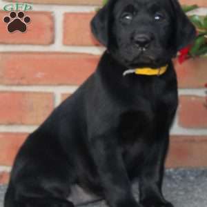 Chloe, Black Labrador Retriever Puppy