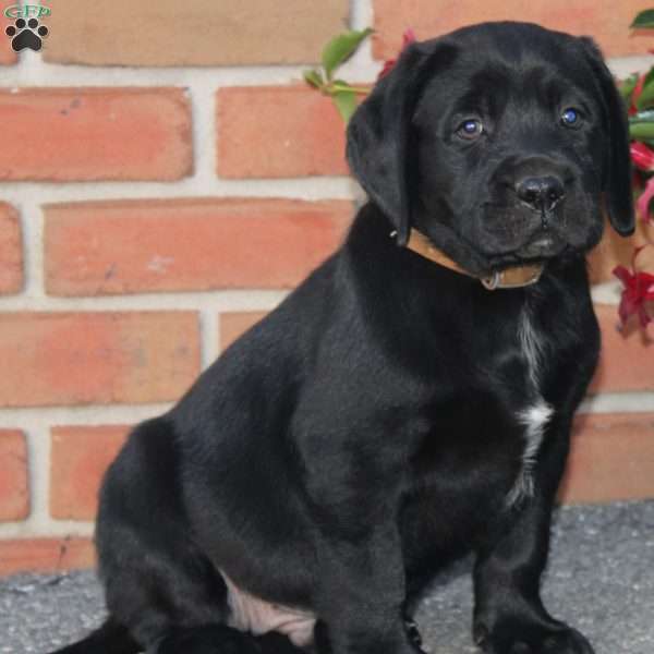Corvette, Black Labrador Retriever Puppy