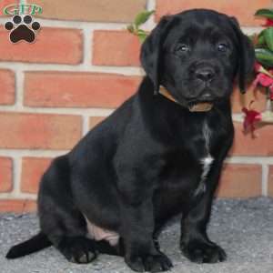 Corvette, Black Labrador Retriever Puppy