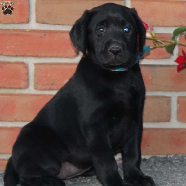 Coral, Black Labrador Retriever Puppy