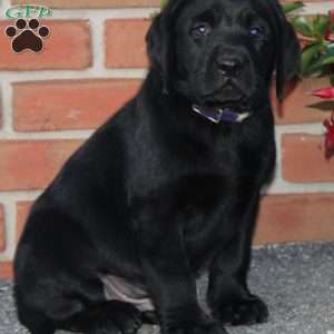 Coral, Black Labrador Retriever Puppy