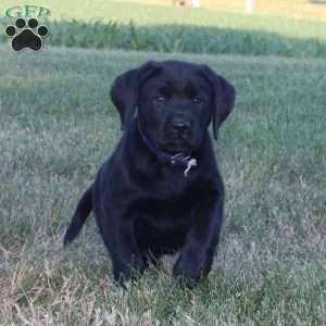 Comet, Black Labrador Retriever Puppy