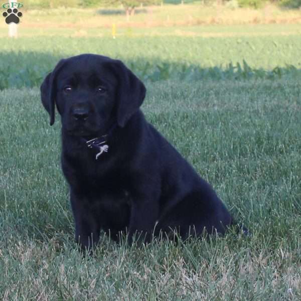 Comet, Black Labrador Retriever Puppy