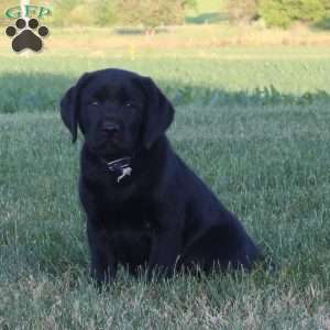 Comet, Black Labrador Retriever Puppy