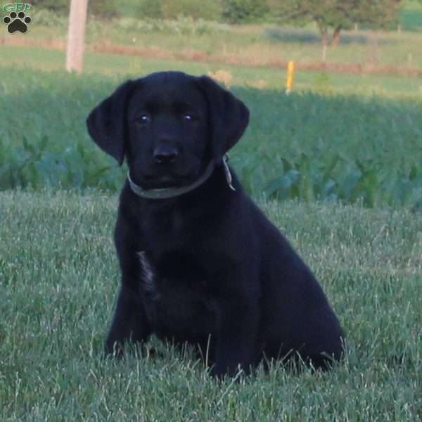 Cascade, Black Labrador Retriever Puppy
