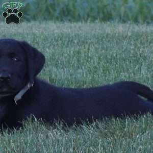 Cascade, Black Labrador Retriever Puppy