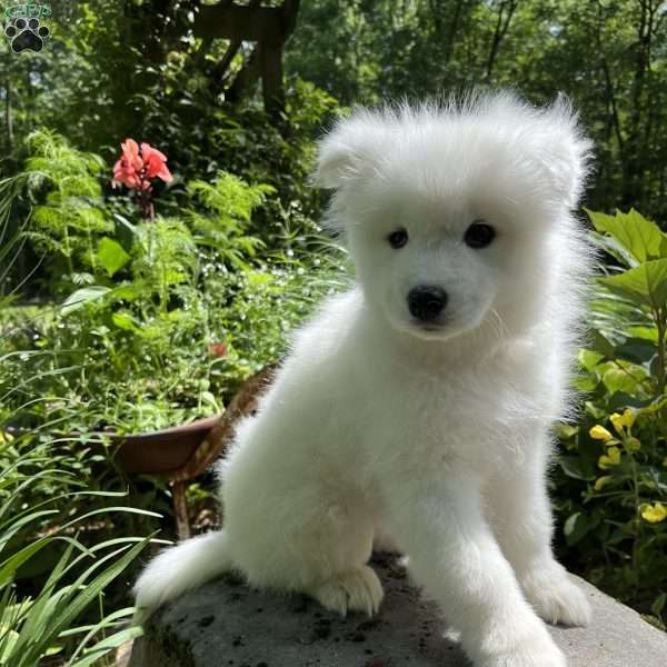 Pearl, Samoyed Puppy