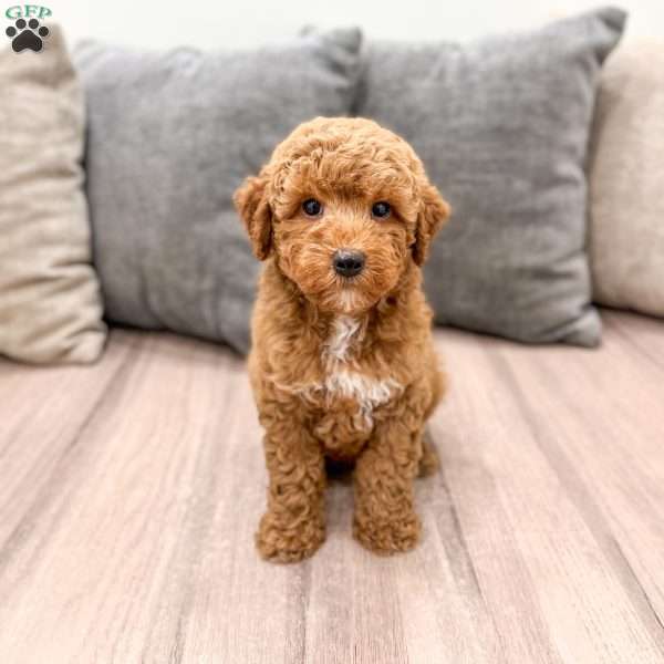 Archie, Miniature Poodle Puppy