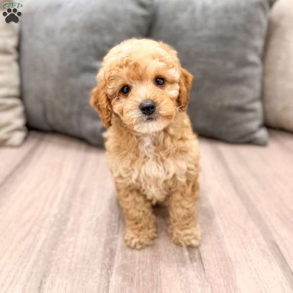 Blaze, Miniature Poodle Puppy
