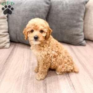 Blaze, Miniature Poodle Puppy