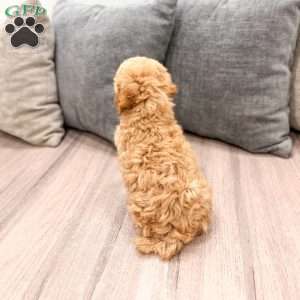 Blaze, Miniature Poodle Puppy