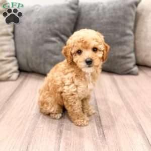 Blaze, Miniature Poodle Puppy